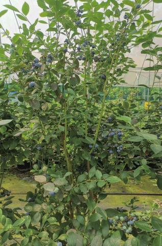 蓝莓大棚水肥一体化种植方案(图3)