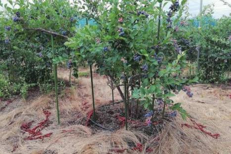 蓝莓大棚水肥一体化种植方案(图7)