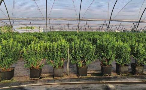 蓝莓大棚水肥一体化种植方案(图10)