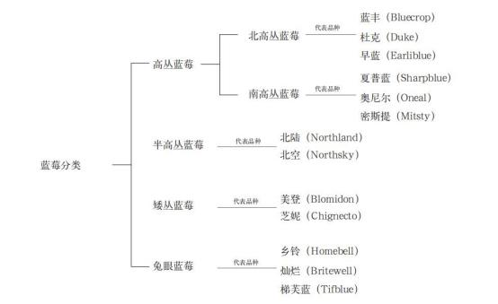 蓝莓大棚水肥一体化种植方案(图1)